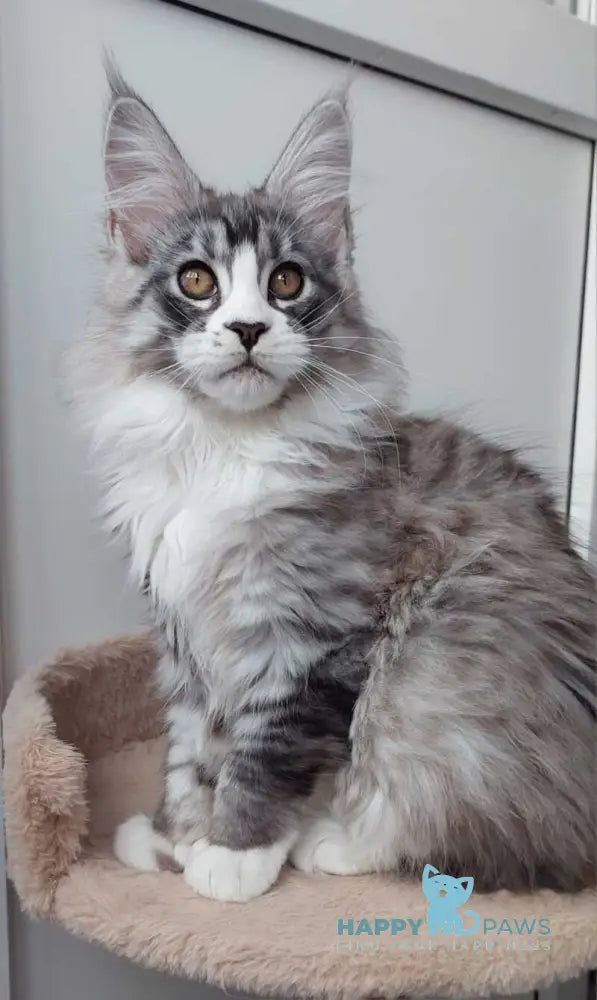 Geisha Maine Coon female black silver with white tabby live animals