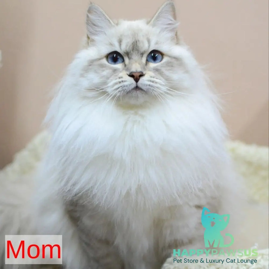 Geizer Neva Masquerade male blue tabby pointed - live animals