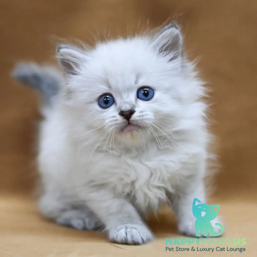 Geizer Neva Masquerade male blue tabby pointed - live animals