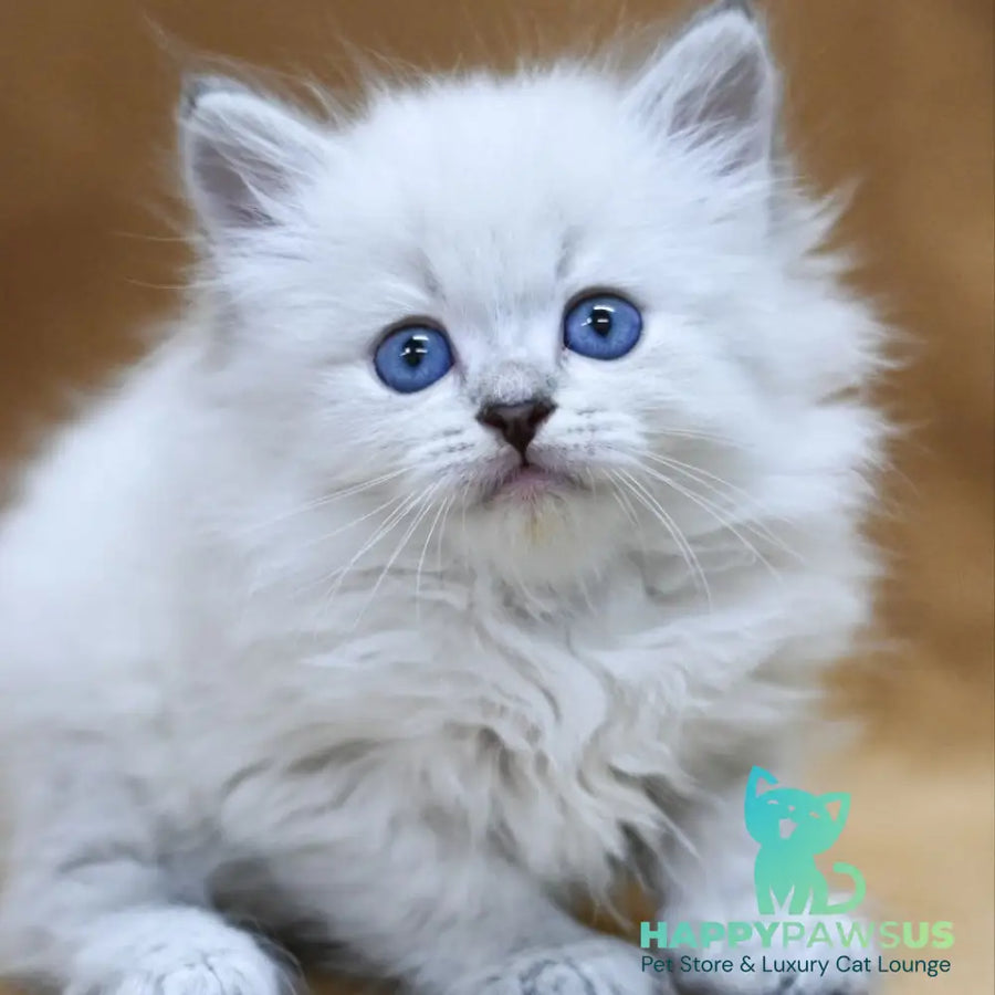 Geizer Neva Masquerade male blue tabby pointed - live animals