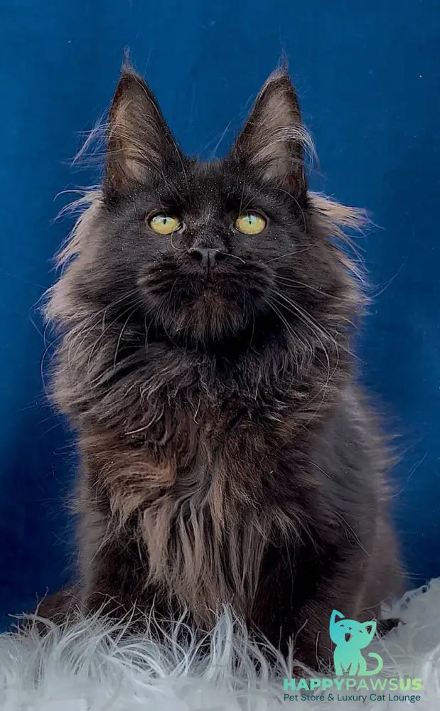 Gektor Maine Coon male black - live animals