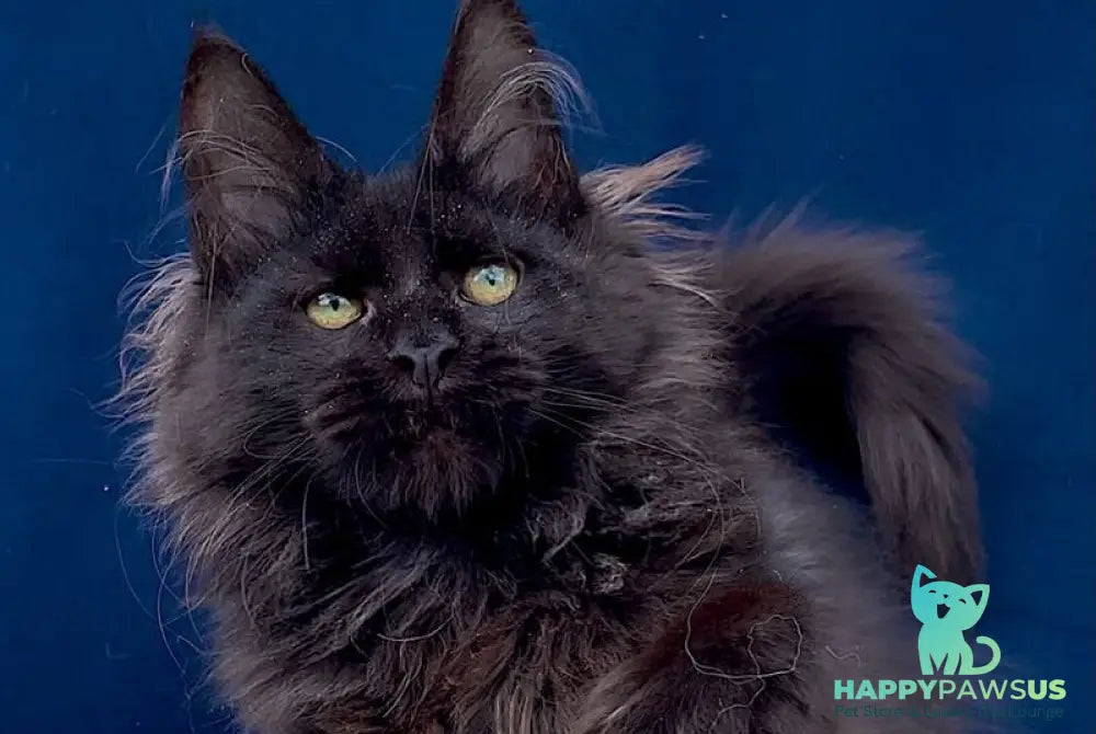Gektor Maine Coon male black - live animals