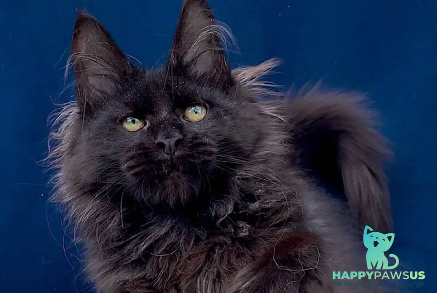 Gektor Maine Coon male black - live animals