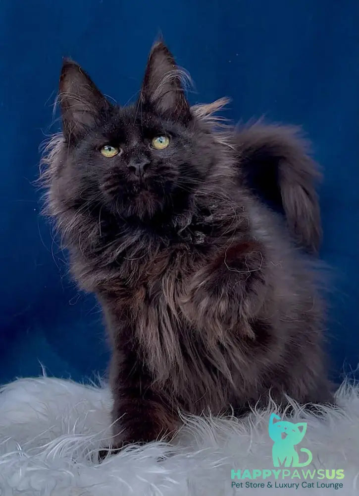 Gektor Maine Coon male black - live animals