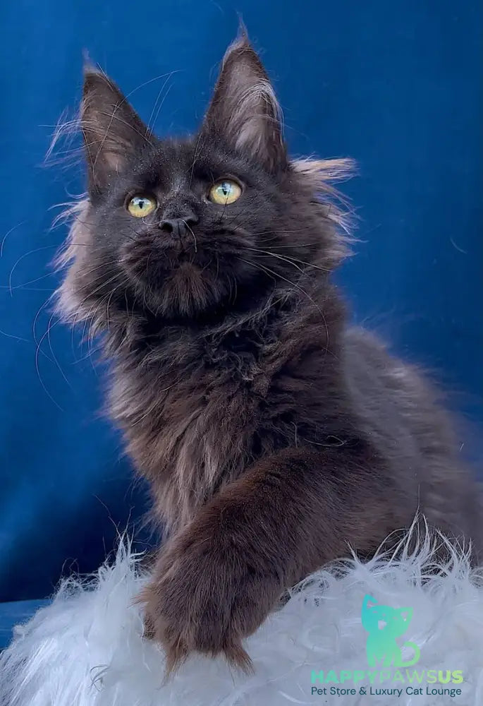 Gektor Maine Coon male black - live animals