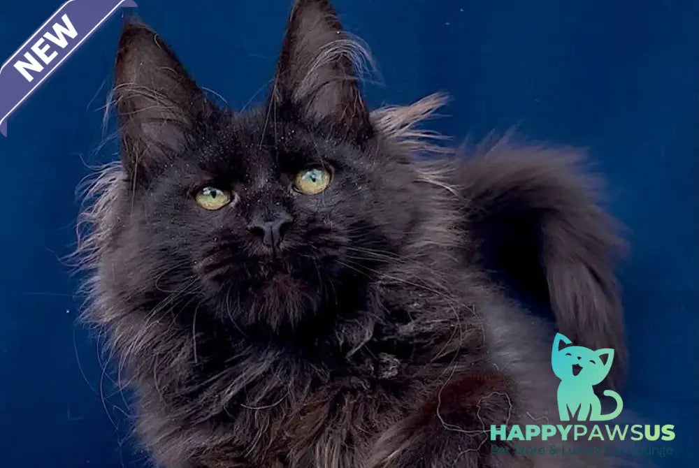 Gektor Maine Coon male black - live animals