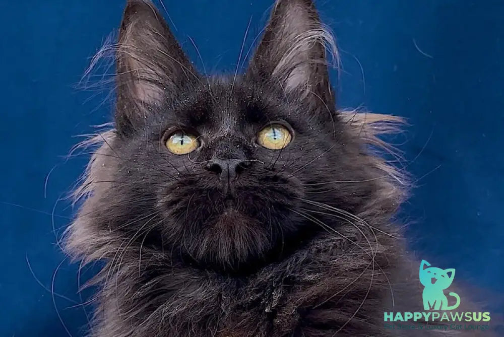 Gektor Maine Coon male black - live animals