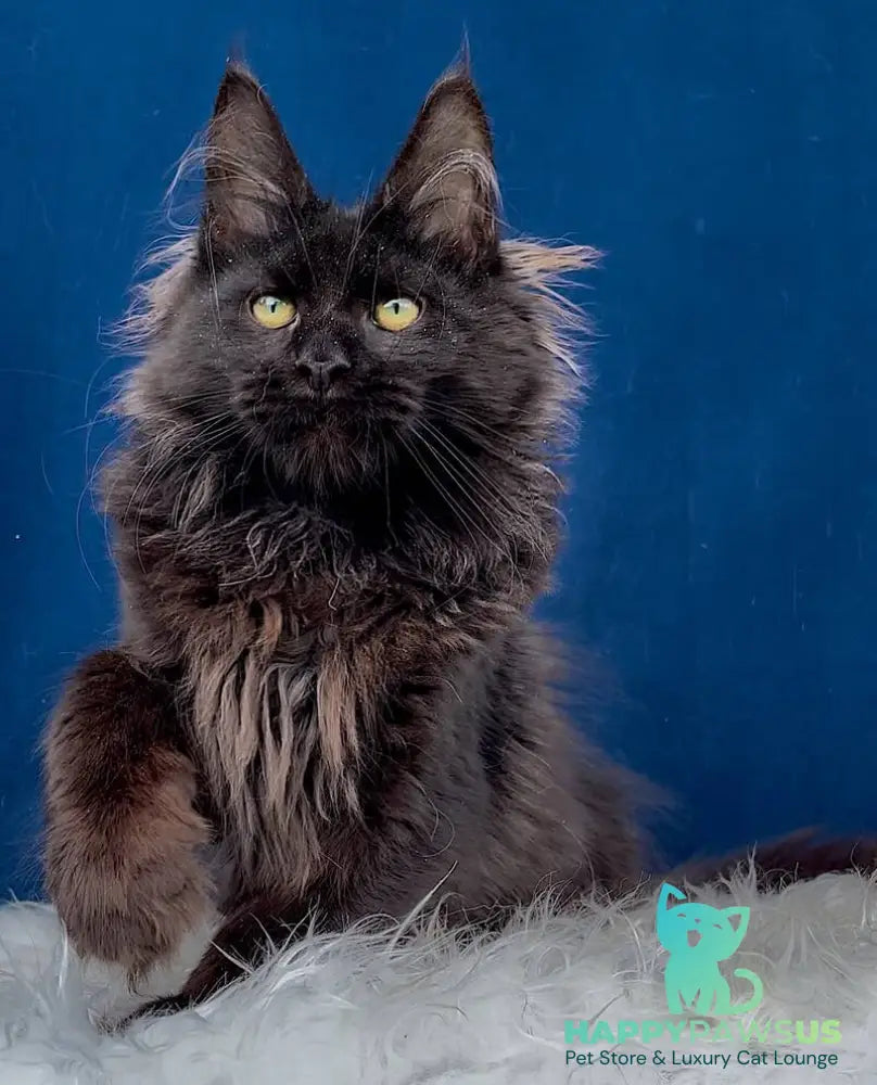 Gektor Maine Coon male black - live animals