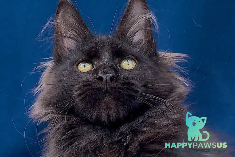 Gektor Maine Coon male black - live animals