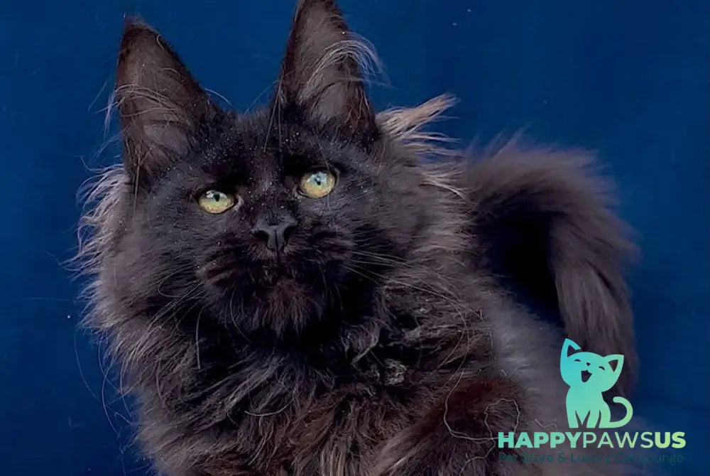 Gektor Maine Coon male black - live animals