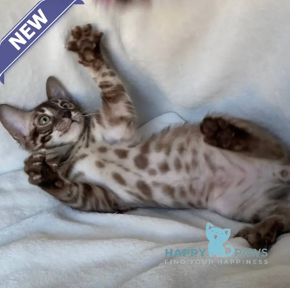 Gelios Bengal male black amber spotted tabby live animals