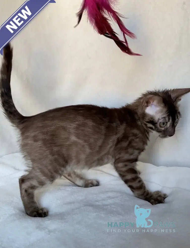 Gelios Bengal male black amber spotted tabby live animals