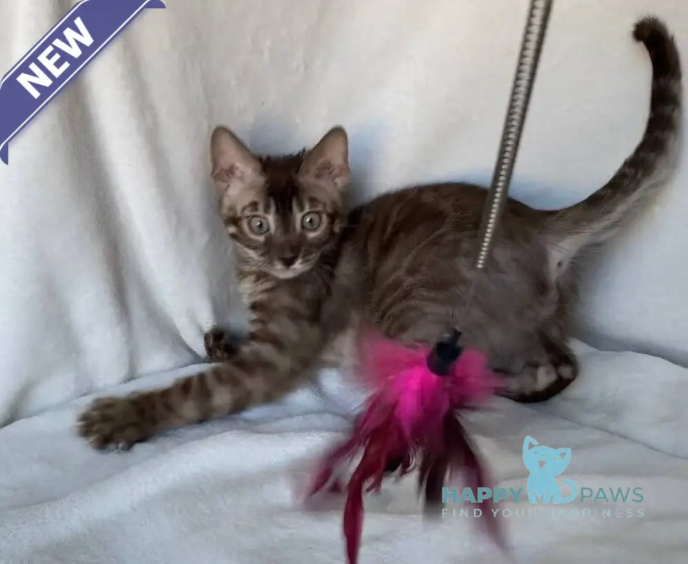 Gelios Bengal male black amber spotted tabby live animals