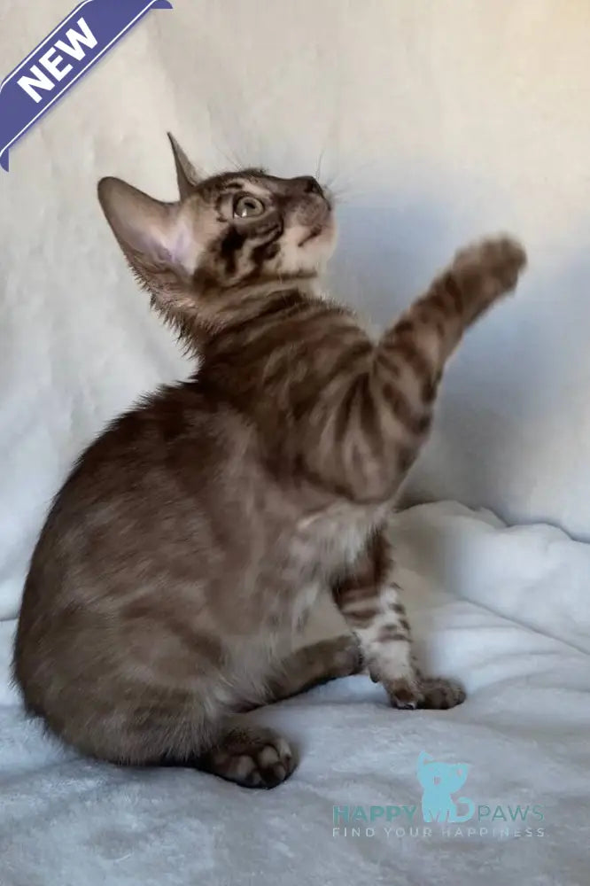 Gelios Bengal male black amber spotted tabby live animals