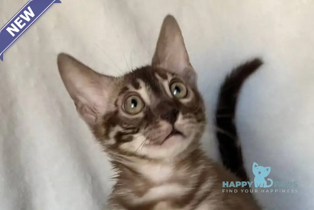 Gelios Bengal male black amber spotted tabby live animals