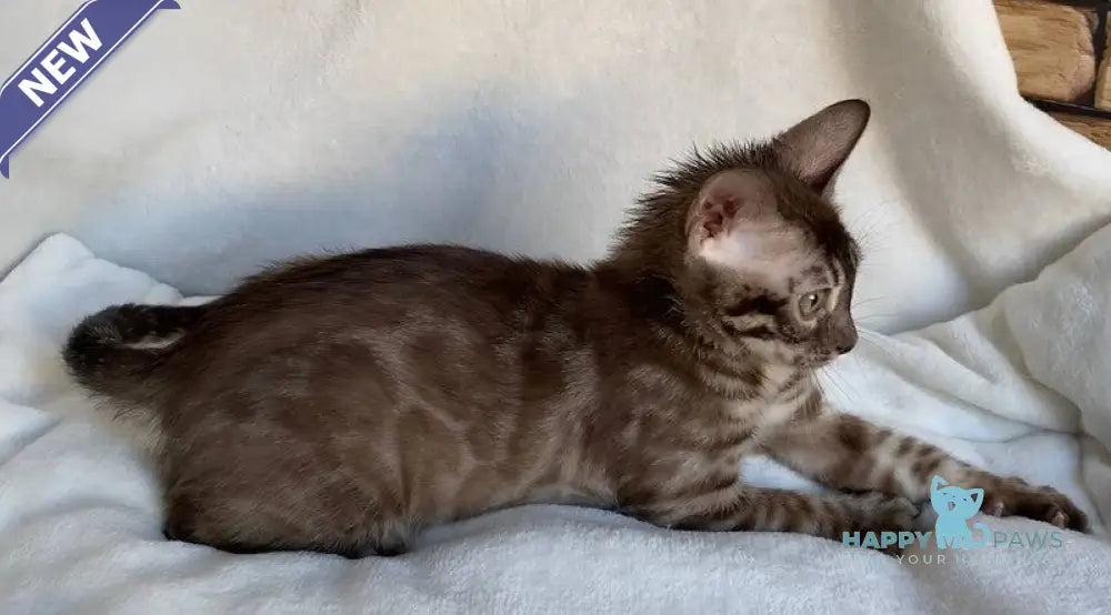 Gelios Bengal male black amber spotted tabby live animals