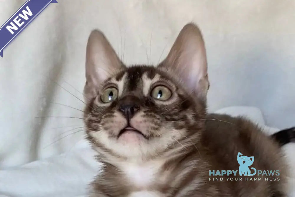 Gelios Bengal male black amber spotted tabby live animals