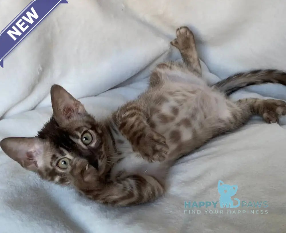 Gelios Bengal male black amber spotted tabby live animals