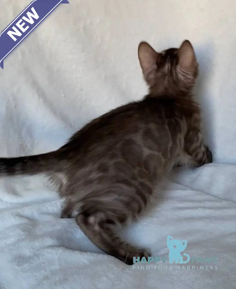 Gelios Bengal male black amber spotted tabby live animals