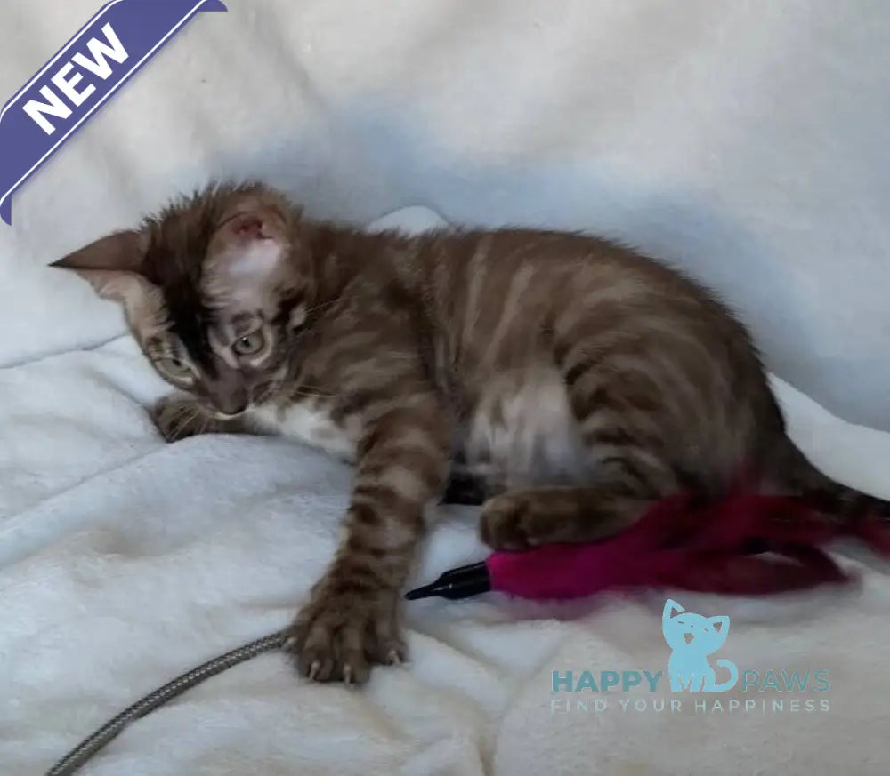 Gelios Bengal male black amber spotted tabby live animals