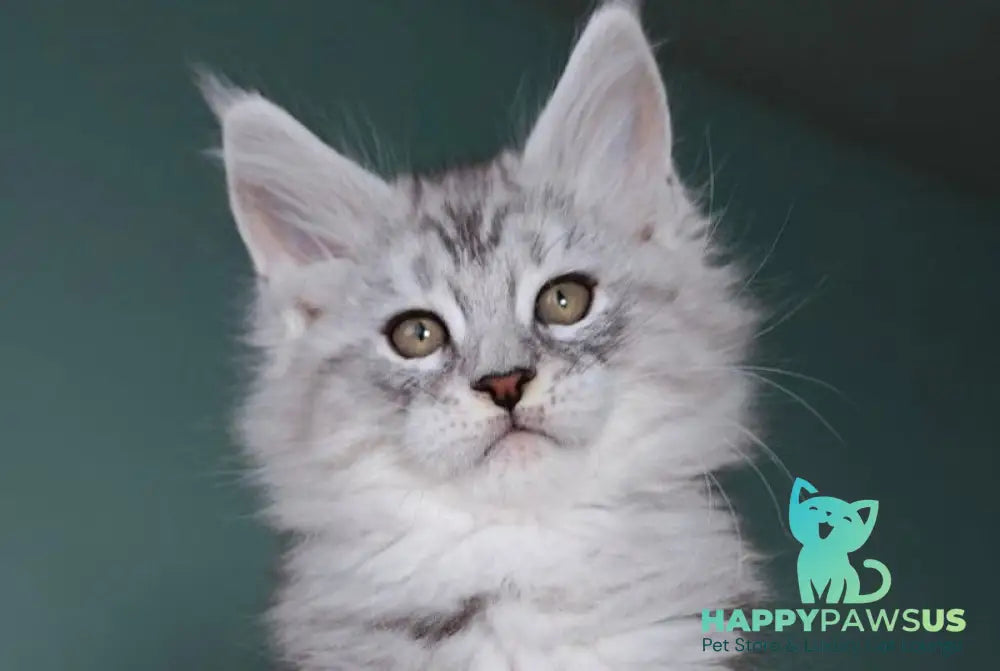 Gelios Maine Coon male blue silver tabby - live animals