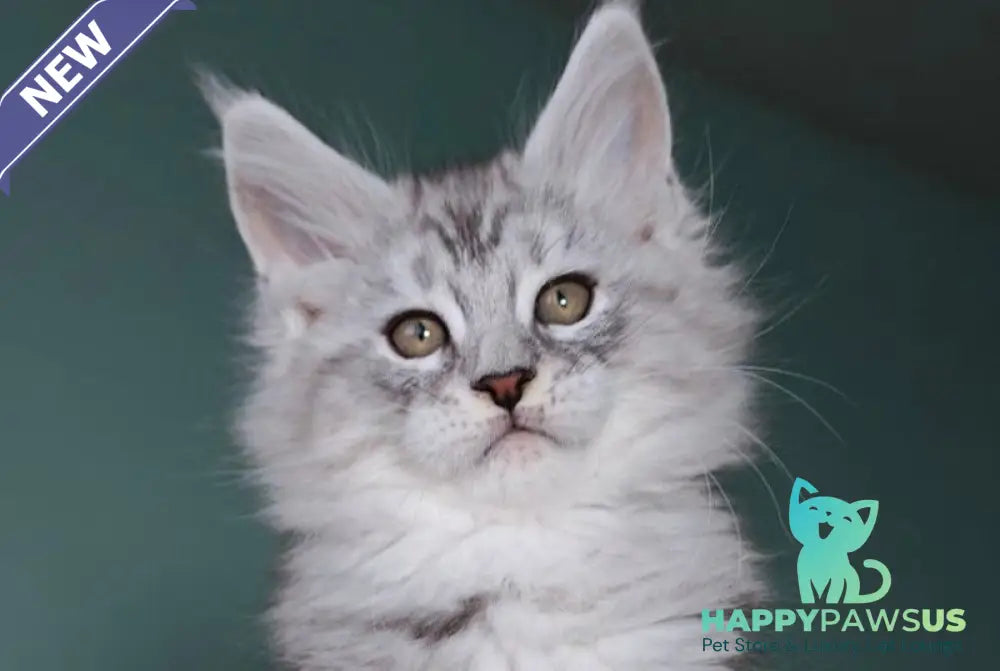 Gelios Maine Coon male blue silver tabby - live animals