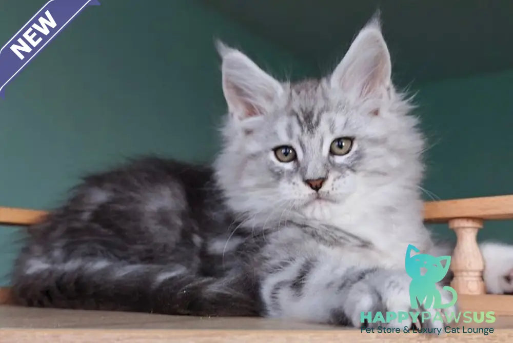 Gelios Maine Coon male blue silver tabby - live animals
