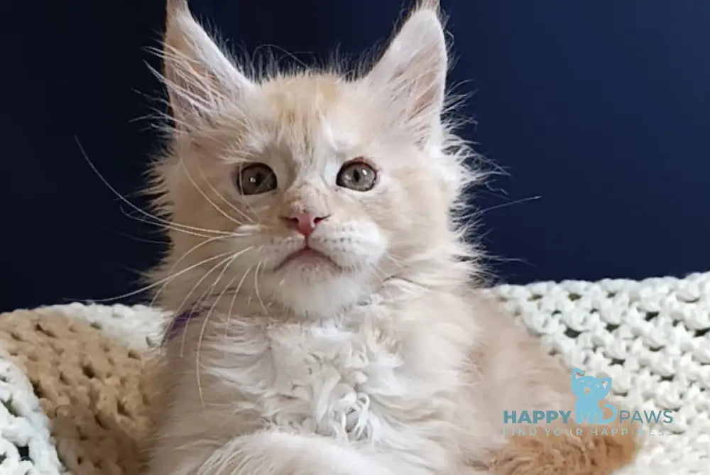 Gelios Maine Coon male red smoke live animals