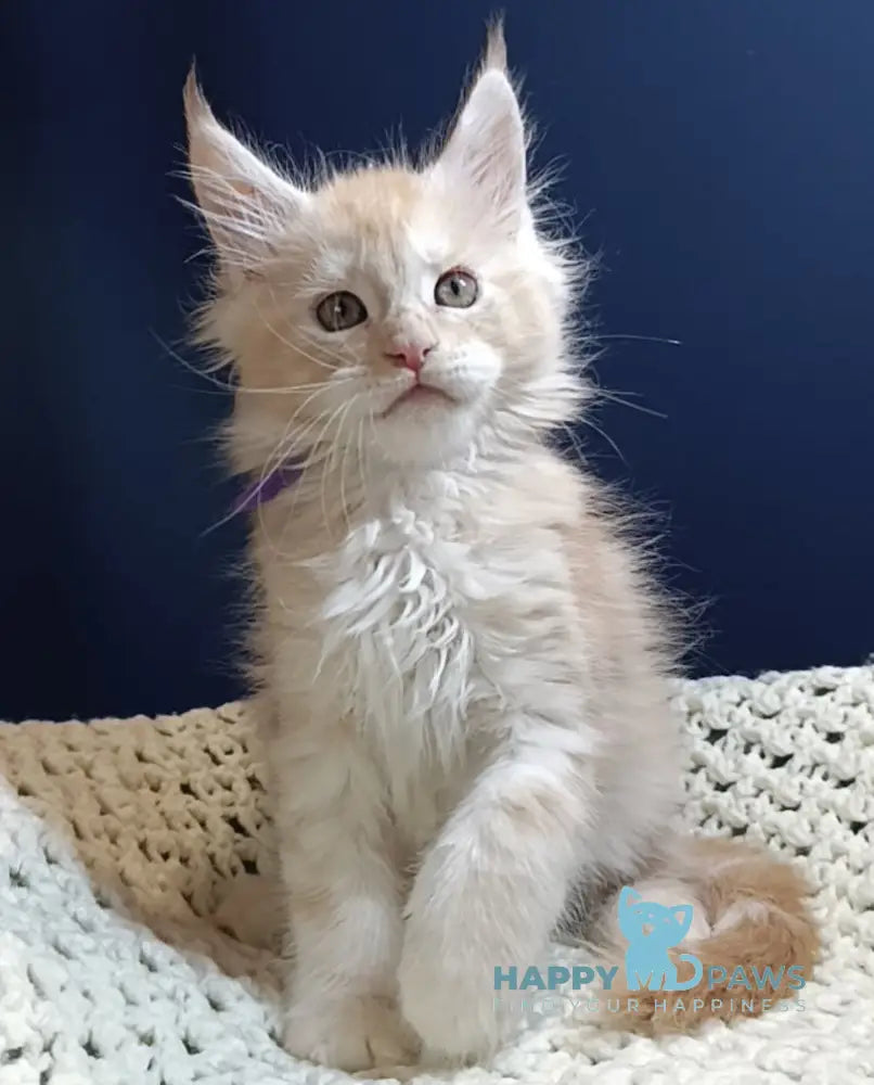 Gelios Maine Coon male red smoke live animals