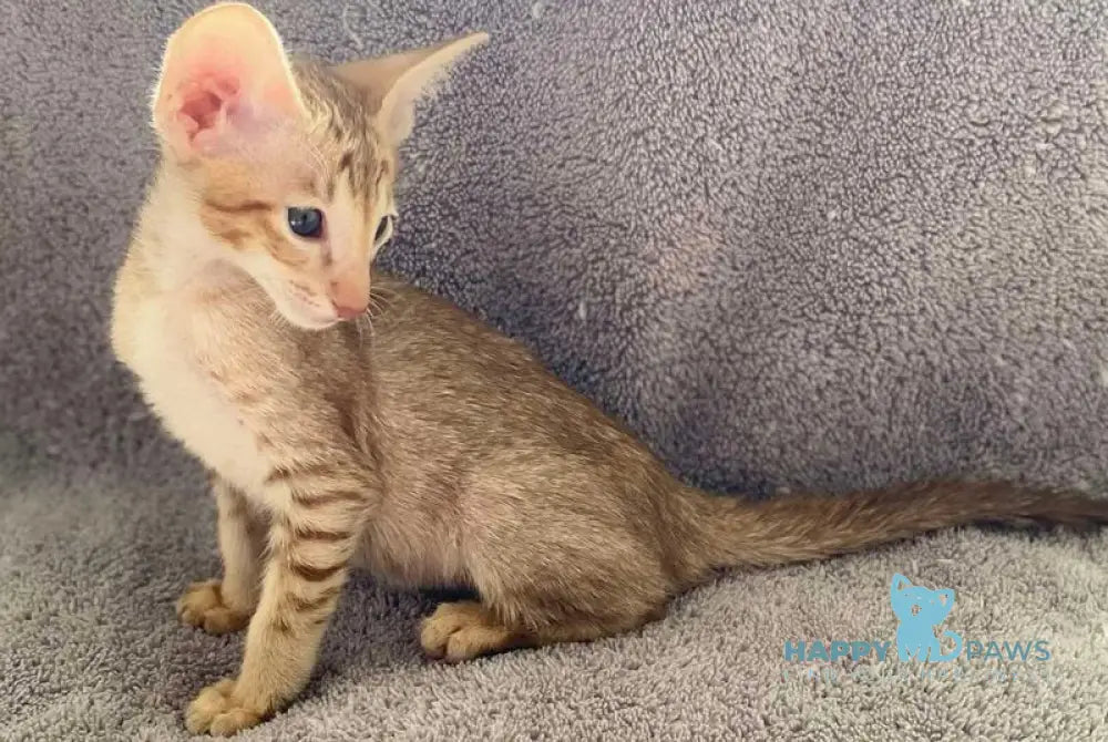 Gelios Oriental Shorthair male cinnamon spotted tabby - live animals