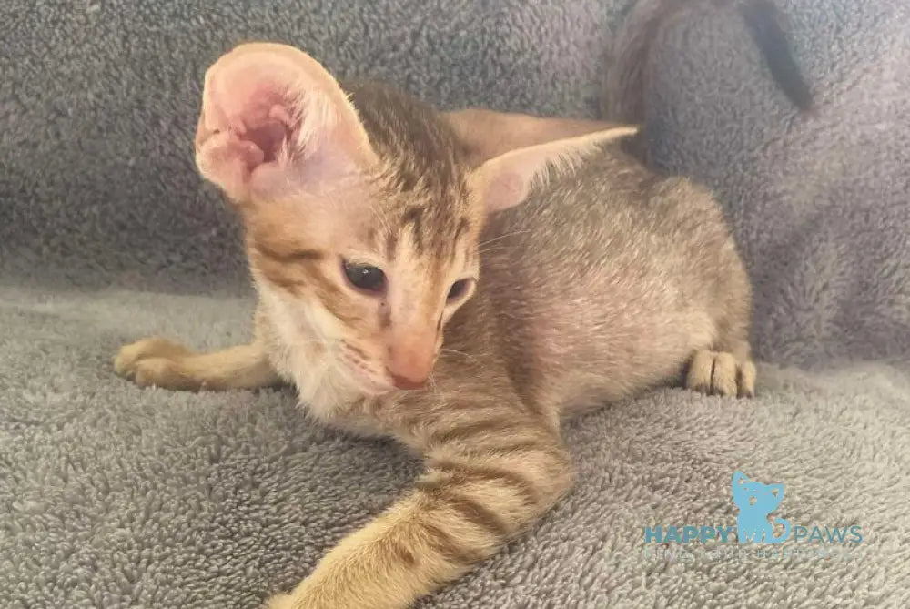 Gelios Oriental Shorthair male cinnamon spotted tabby - live animals