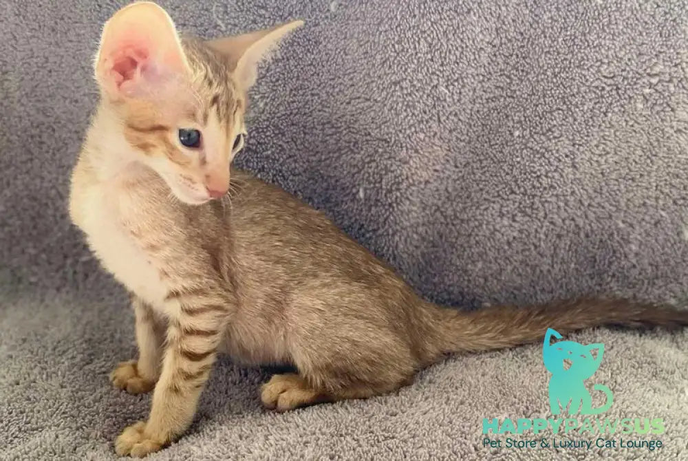 Gelios Oriental Shorthair male cinnamon spotted tabby - live animals