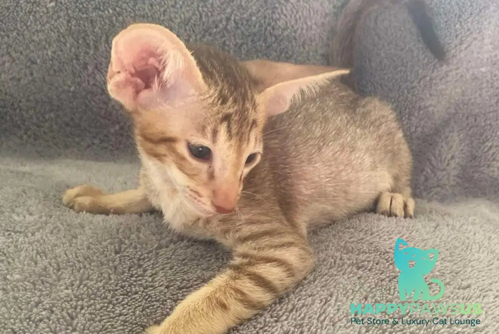 Gelios Oriental Shorthair male cinnamon spotted tabby - live animals