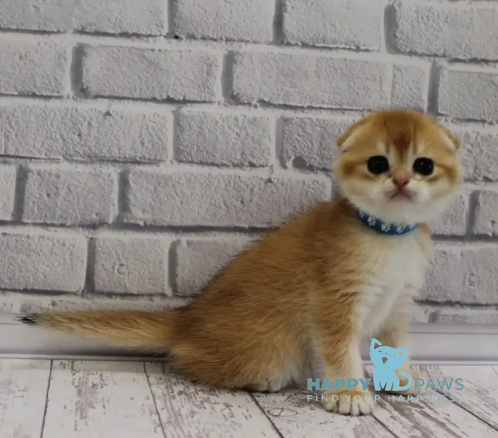 Gelios Scottish Fold male black golden shaded live animals