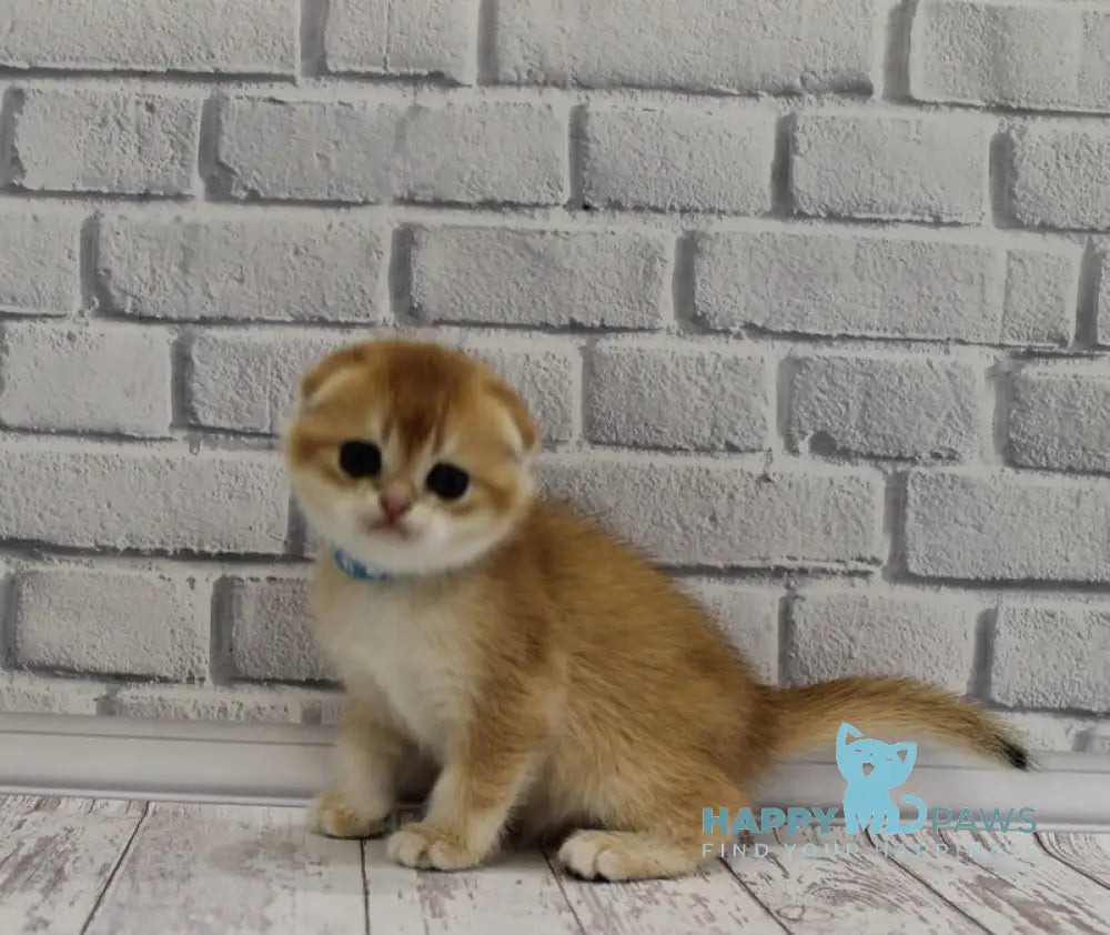 Gelios Scottish Fold male black golden shaded live animals