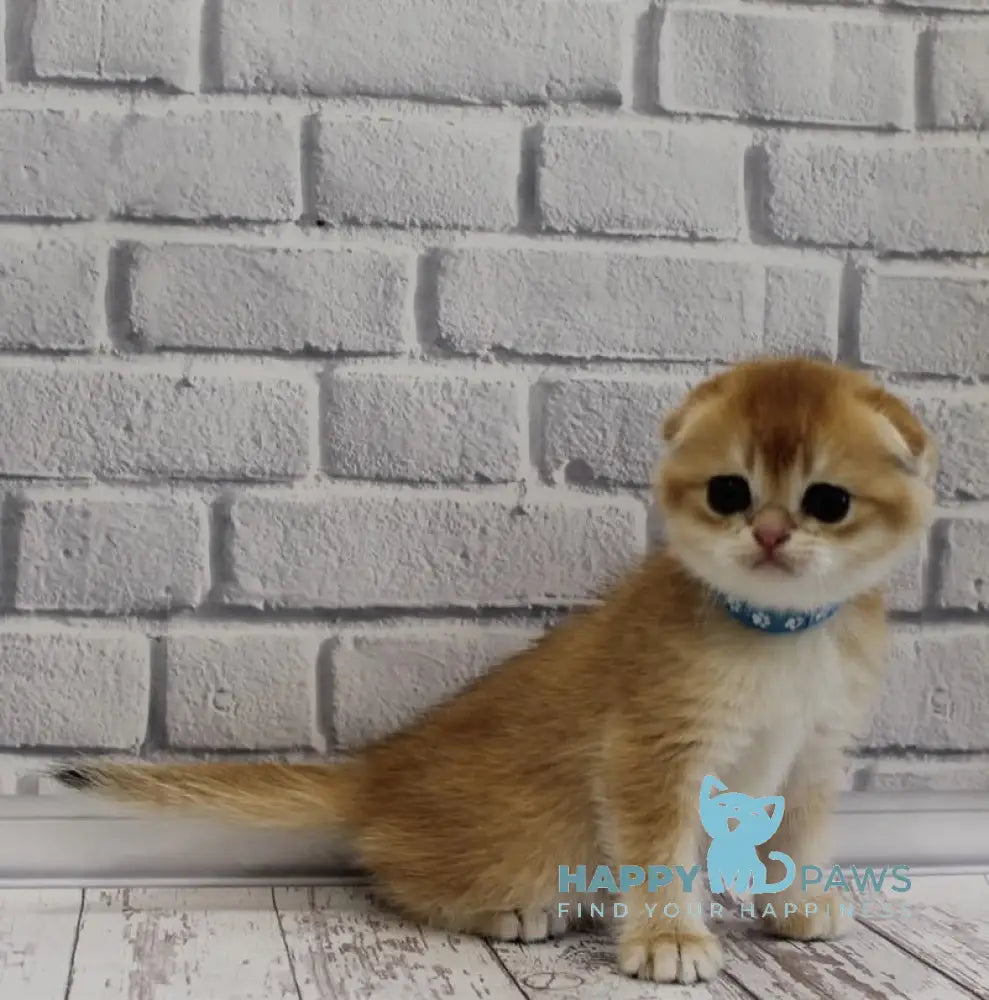 Gelios Scottish Fold male black golden shaded live animals