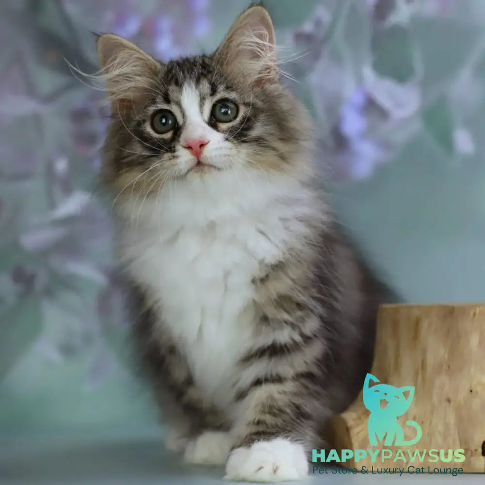 Gelius Siberian male black with white spotted tabby - live animals