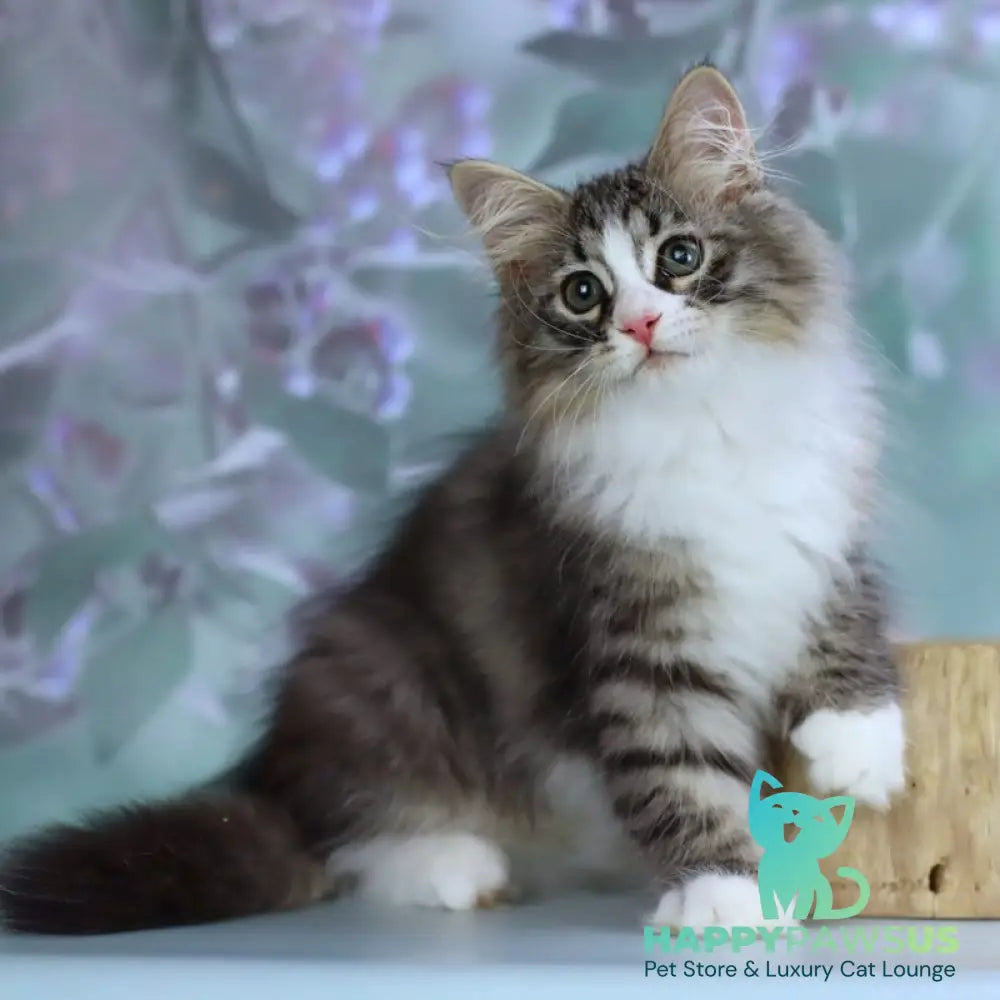 Gelius Siberian male black with white spotted tabby - live animals