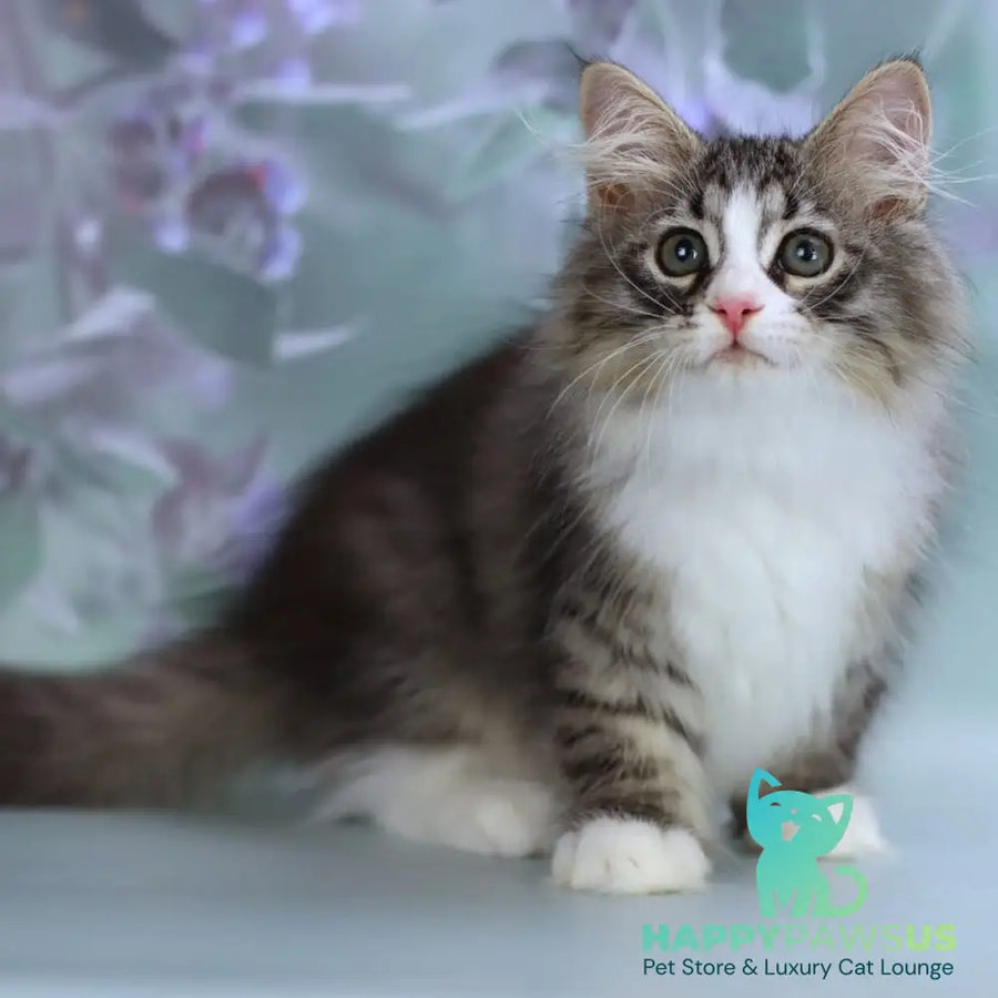 Gelius Siberian male black with white spotted tabby - live animals