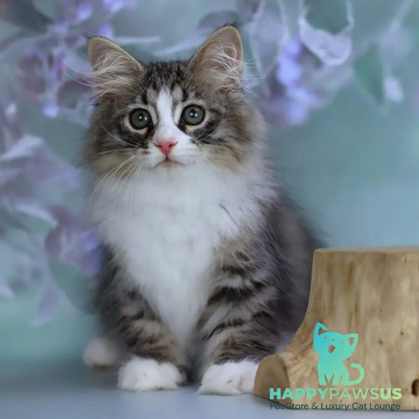 Gelius Siberian male black with white spotted tabby - live animals
