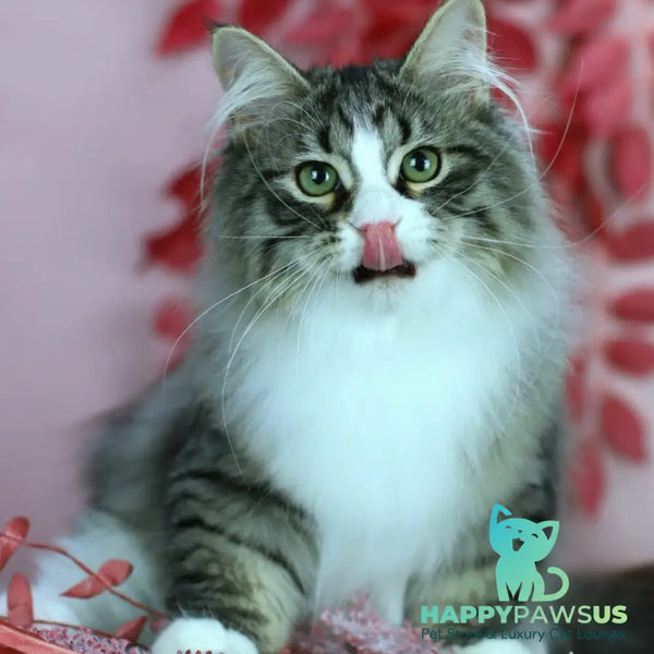 Gelius Siberian male black with white spotted tabby - live animals