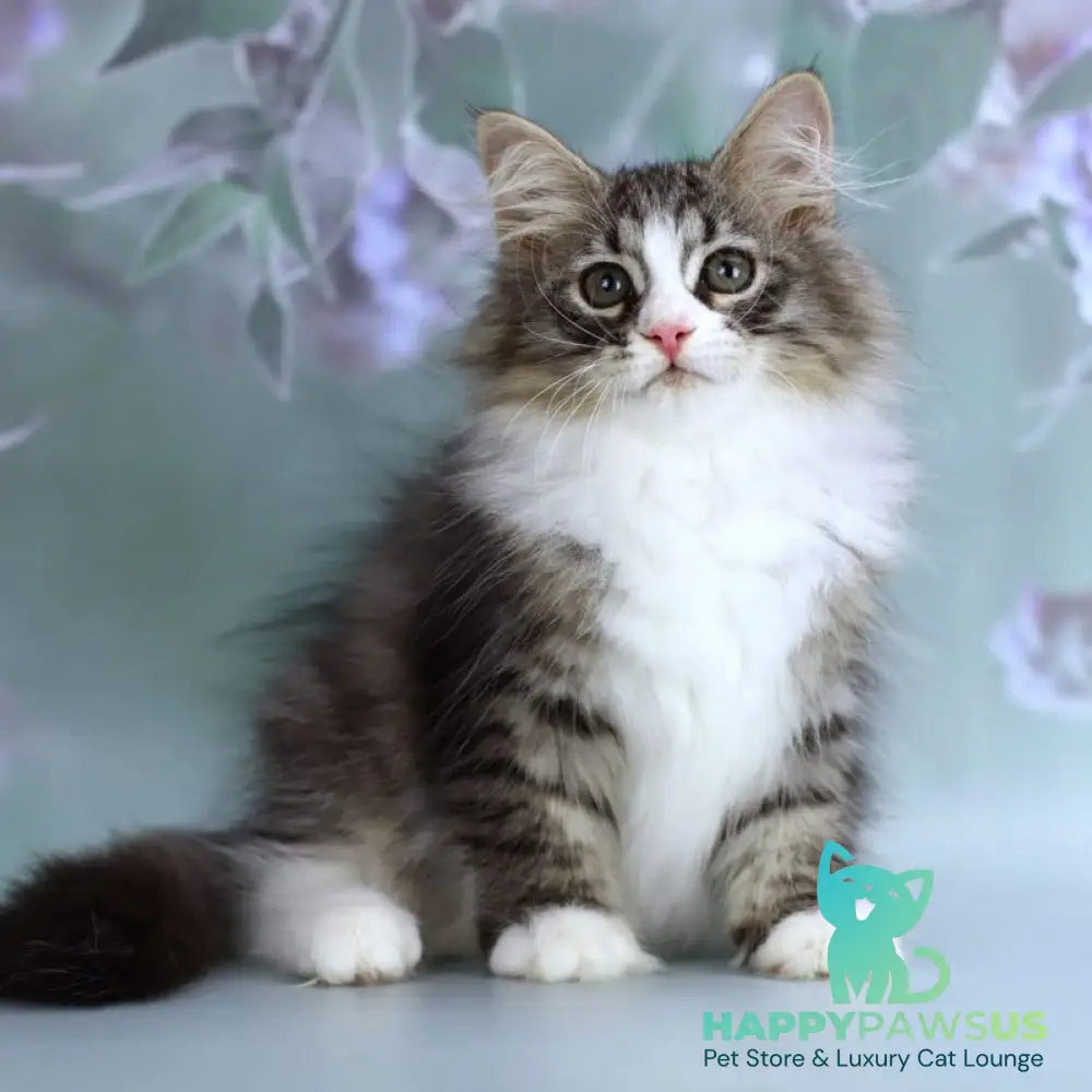 Gelius Siberian male black with white spotted tabby - live animals