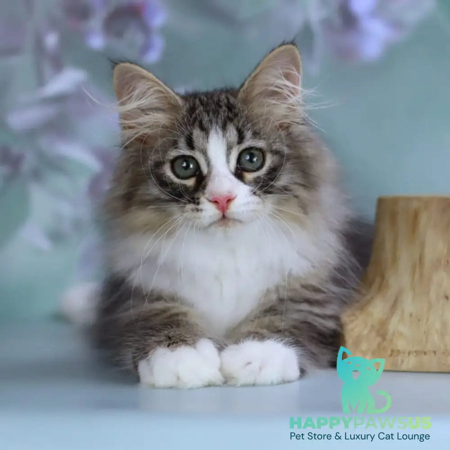 Gelius Siberian male black with white spotted tabby - live animals