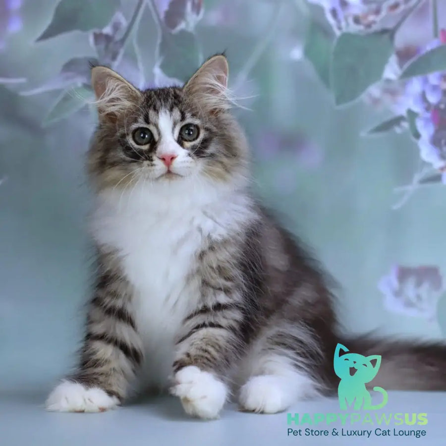 Gelius Siberian male black with white spotted tabby - live animals