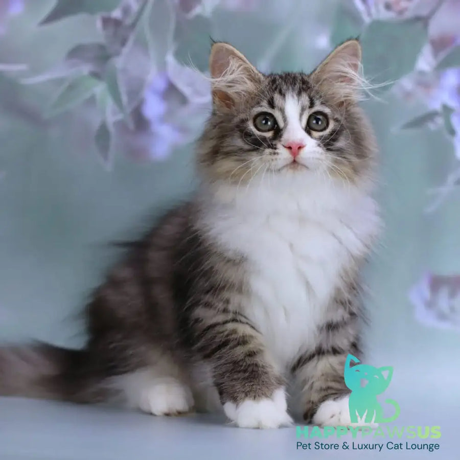 Gelius Siberian male black with white spotted tabby - live animals