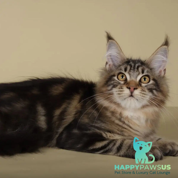 Gella Maine Coon female black tabby - live animals