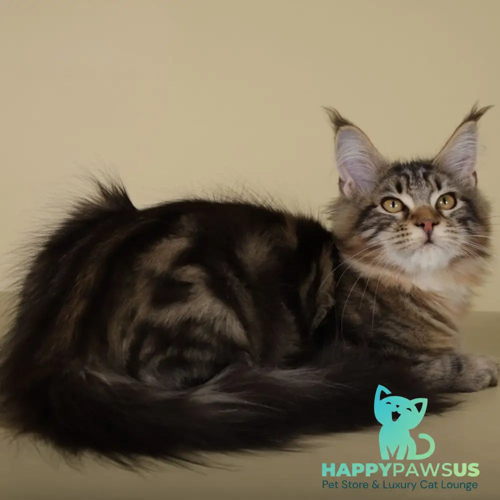 Gella Maine Coon female black tabby - live animals