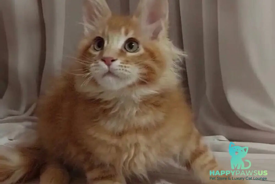 Gellik Maine Coon male red ticked tabby - live animals
