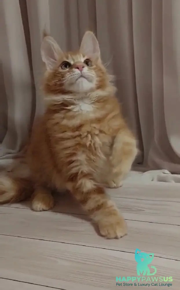 Gellik Maine Coon male red ticked tabby - live animals