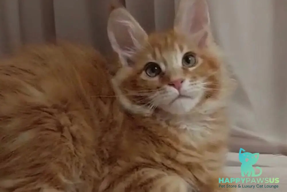 Gellik Maine Coon male red ticked tabby - live animals